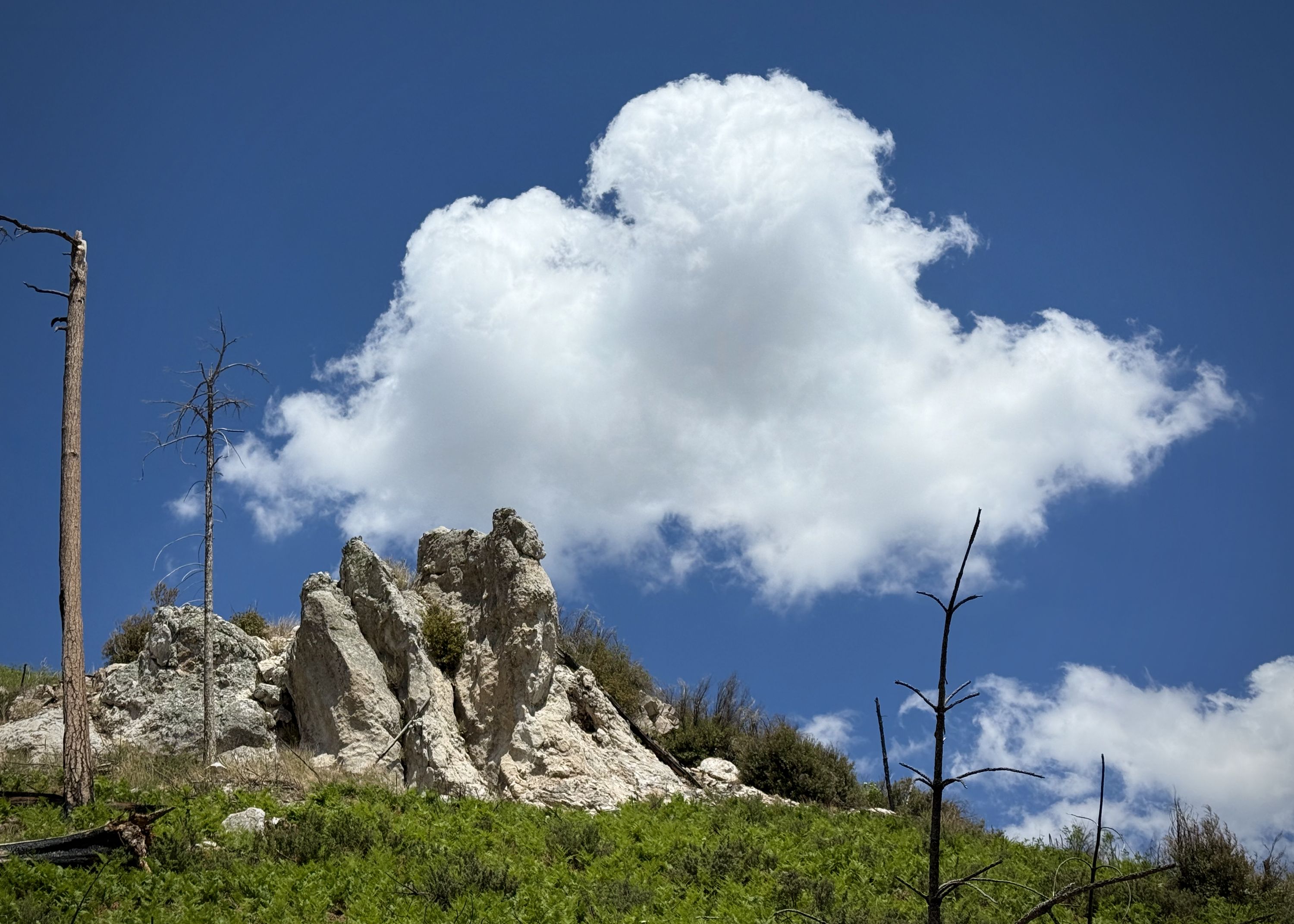 A white cloud floats in the blue sky peacefully behind a mountain rock outcropping adorned with some shrubbery. The ground in front is covered with small green plants. A few bare and fire-damaged trees stand in the foreground.