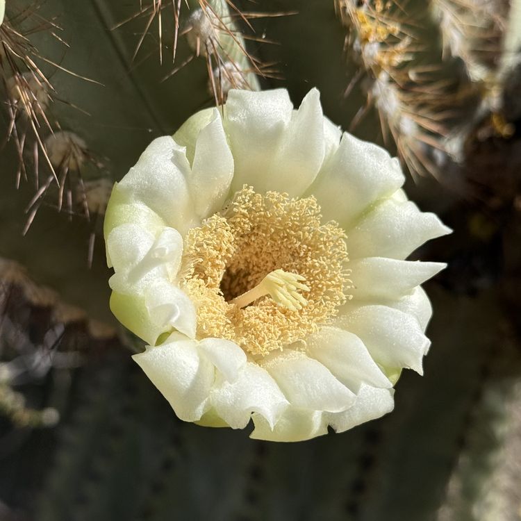 Close-up of a saguaro cactus flower in full bloom, showing delicate white petals surrounding a bright golden center filled with fuzzy stamens. The flower's white petals have subtle greenish-yellow edges, and behind it, the cylindrical cactus body is covered with clusters of tan-colored spines radiating outward. The image captures the striking contrast between the soft, ephemeral flower and the heavily armored desert plant it grows from.