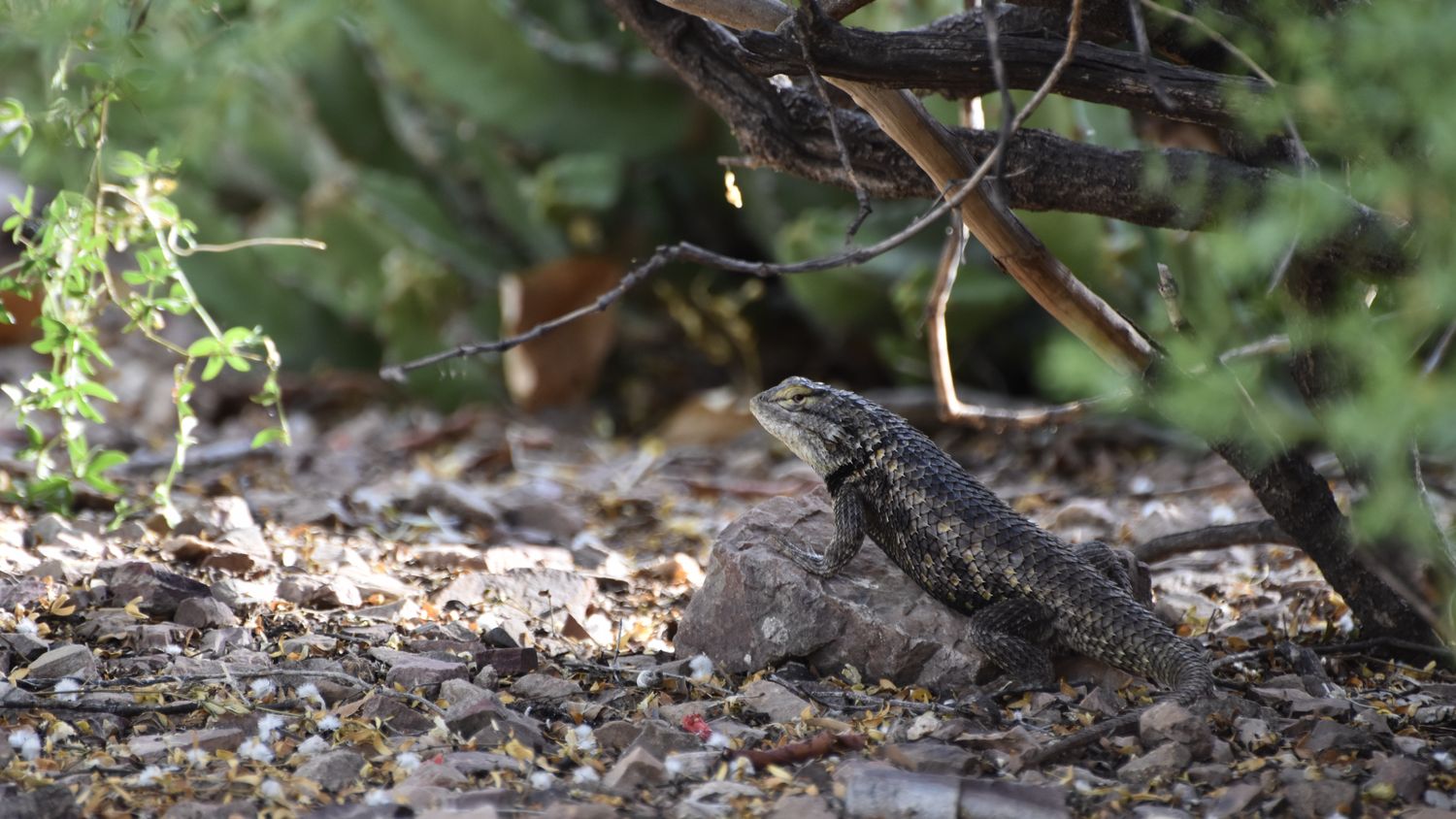 A low perspective telephoto side profile of a Desert Spiny Lizard as it sits on top of a small rock under a bush. Its eye looks to the far right.