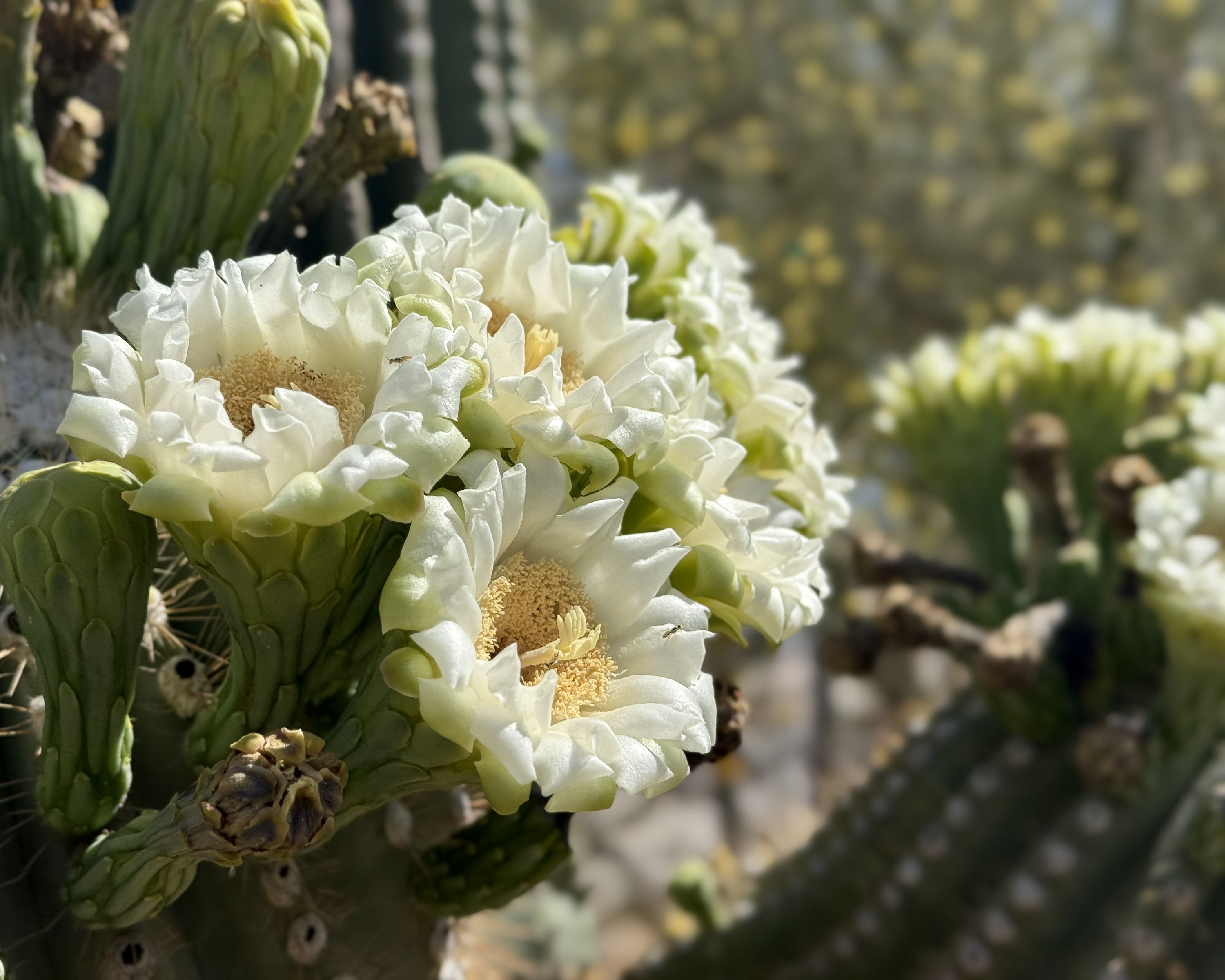 A close-up photograph captures the white flowers of a saguaro cactus in full bloom. The large blooms feature delicate, layered petals that form ruffled cups around golden-yellow centers filled with visible stamens. Multiple flowers cluster together on the tall desert cactus, their creamy white petals catching the bright sunlight. Small insects can be seen on some of the blossoms. The contrast is notable between the soft petals of the flowers and the sturdy, ribbed surface of the saguaro that supports them. In the softly blurred background, more desert vegetation creates a backdrop of green tones.