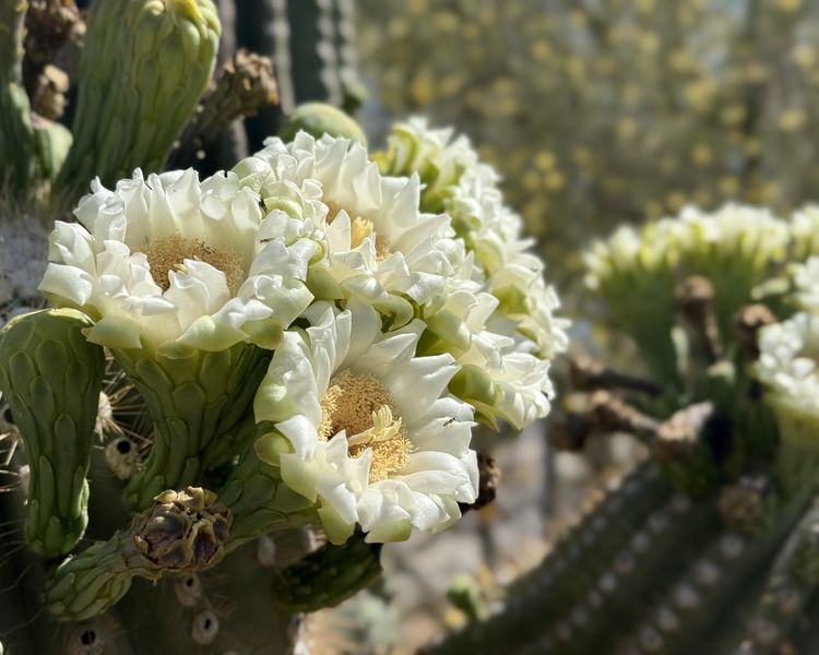 A close-up photograph captures the white flowers of a saguaro cactus in full bloom. The large blooms feature delicate, layered petals that form ruffled cups around golden-yellow centers filled with visible stamens. Multiple flowers cluster together on the tall desert cactus, their creamy white petals catching the bright sunlight. Small insects can be seen on some of the blossoms. The contrast is notable between the soft petals of the flowers and the sturdy, ribbed surface of the saguaro that supports them. In the softly blurred background, more desert vegetation creates a backdrop of green tones.