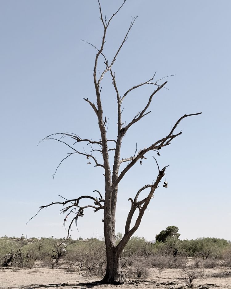 A wide-angle landscape photograph shows a large, leafless tree standing prominently in an arid desert environment. The tree's bare, gnarled branches extend in multiple directions against a clear sky, creating a stark silhouette. Numerous pairs of sneakers dangle from the branches by their laces, creating an unusual and striking visual element throughout the tree's canopy. The foreground features sandy, desert soil with sparse, low-growing desert vegetation and smaller shrubs scattered around the base of the tree. The background reveals a flat desert landscape with similar drought-tolerant vegetation extending to the horizon, where distant mountains or hills are faintly visible. A warm, muted filter has been applied to the photograph, giving the entire scene desaturated, earthy tones that emphasize browns, tans, and soft blues while reducing the overall contrast and creating a vintage, subdued aesthetic throughout the image.